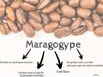Café Maragogype